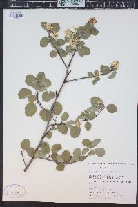 Amelanchier utahensis image