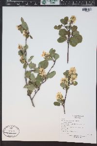 Amelanchier utahensis image