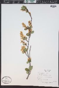 Amelanchier utahensis image