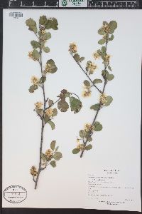 Amelanchier utahensis image