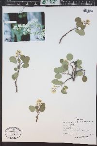 Amelanchier utahensis image