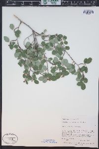 Amelanchier utahensis image