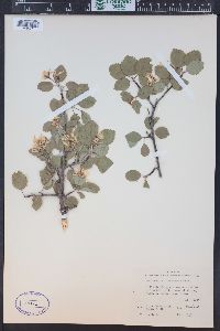 Amelanchier utahensis image