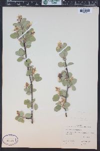 Amelanchier utahensis image