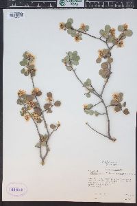 Amelanchier utahensis image