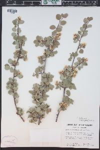 Amelanchier utahensis image