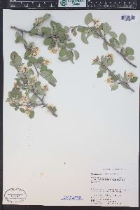 Amelanchier utahensis image