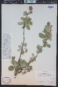 Amelanchier utahensis image