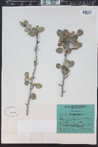 Amelanchier utahensis image