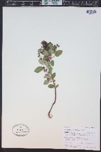 Amelanchier utahensis image