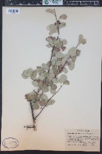 Amelanchier utahensis image