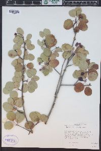 Amelanchier utahensis image