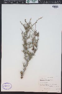 Cercocarpus intricatus image