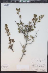 Cercocarpus montanus image