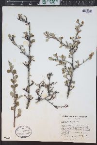 Cercocarpus montanus image