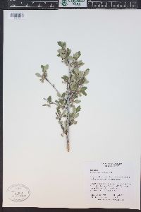 Cercocarpus montanus image