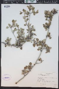 Cercocarpus montanus image