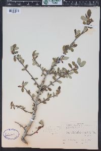 Cercocarpus montanus image