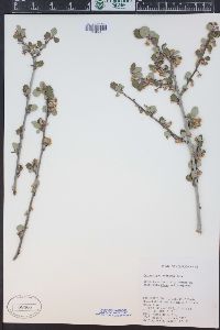 Cercocarpus montanus image