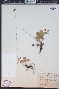 Fragaria vesca image