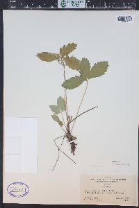 Fragaria vesca image