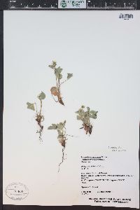 Fragaria vesca image