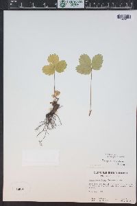 Fragaria vesca image