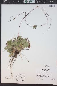 Fragaria vesca image