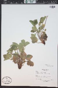 Fragaria vesca image