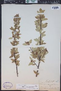 Crataegus saligna image