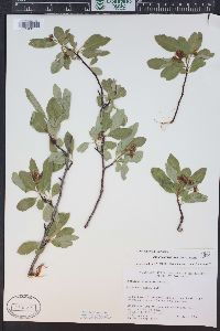 Crataegus saligna image