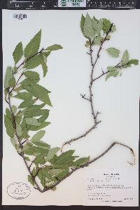 Crataegus saligna image