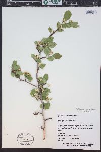 Crataegus rivularis image