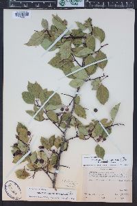 Crataegus rivularis image