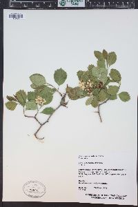 Crataegus rivularis image