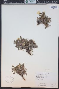 Dryas hookeriana image