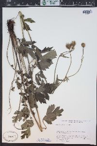 Geum aleppicum image