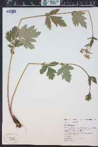 Geum aleppicum image