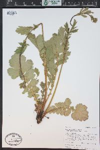 Geum macrophyllum image