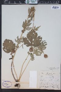 Geum macrophyllum image