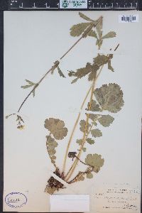 Geum macrophyllum var. perincisum image