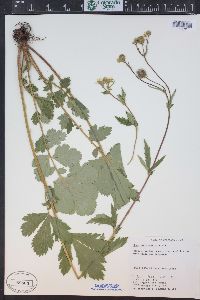 Geum macrophyllum image