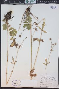 Geum macrophyllum var. perincisum image