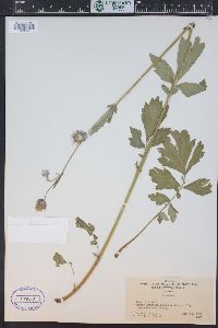 Geum rivale image