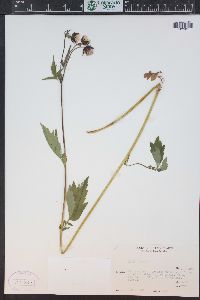 Geum rivale image