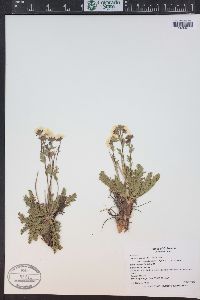 Geum rossii image