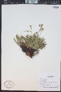 Geum rossii image