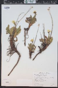 Geum rossii image