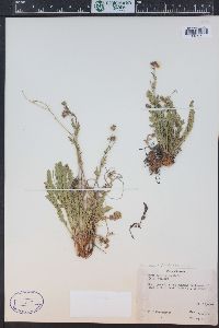 Geum rossii image