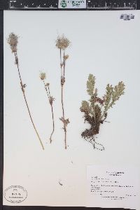 Geum triflorum image